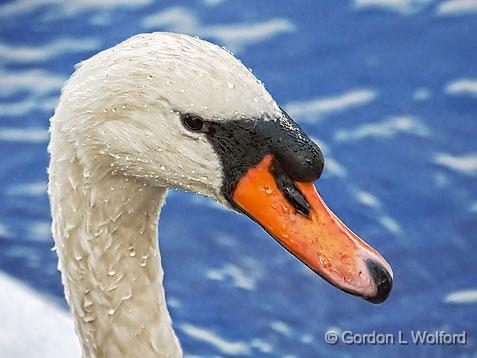 Mute Swan Portrait_28338.jpg - Mute Swan (Cygnus olor) photographed along the Rideau River at Ottawa, Ontario, Canada.